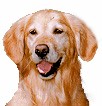 OTCH Paradise's Sunshine Gold UDX AX AXJ CGC